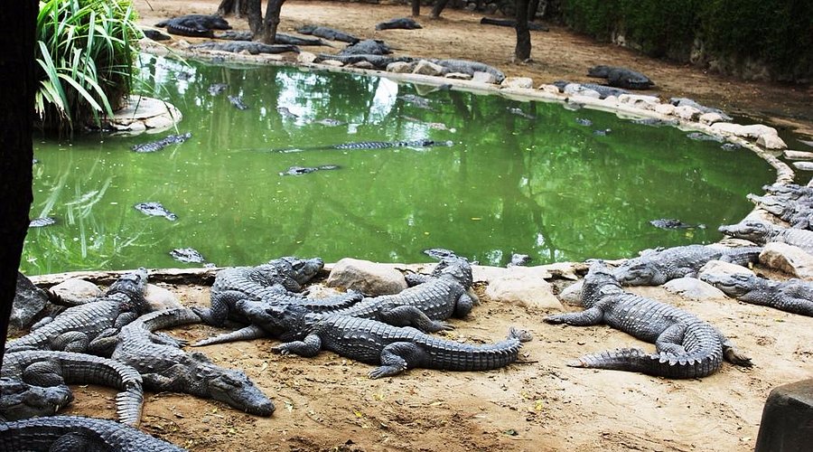 Madras Crocodile Bank Trust & Centre for Herpetology